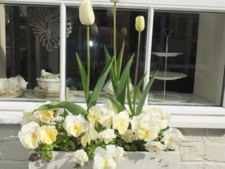 Spring Flowers