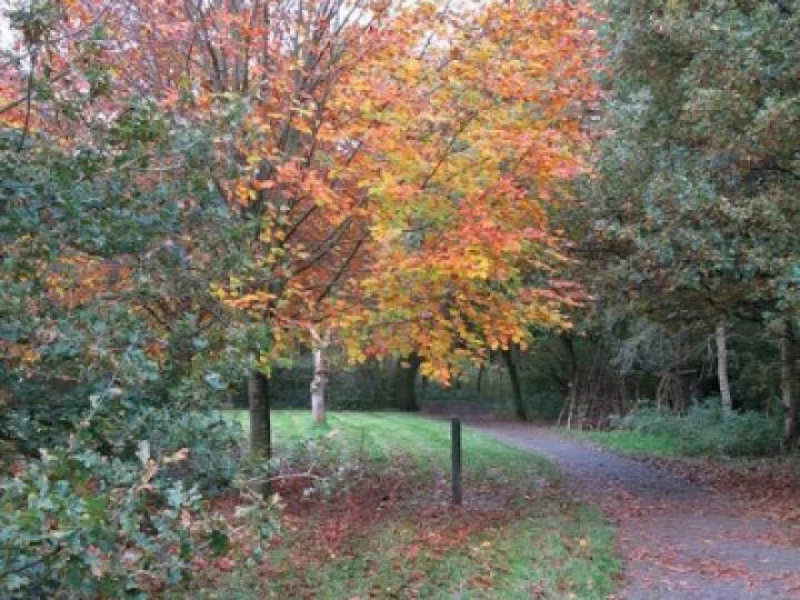 autumn 6