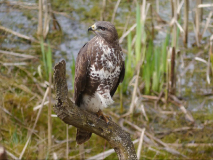 Buzzard