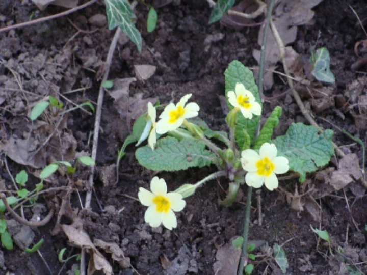 Primrose