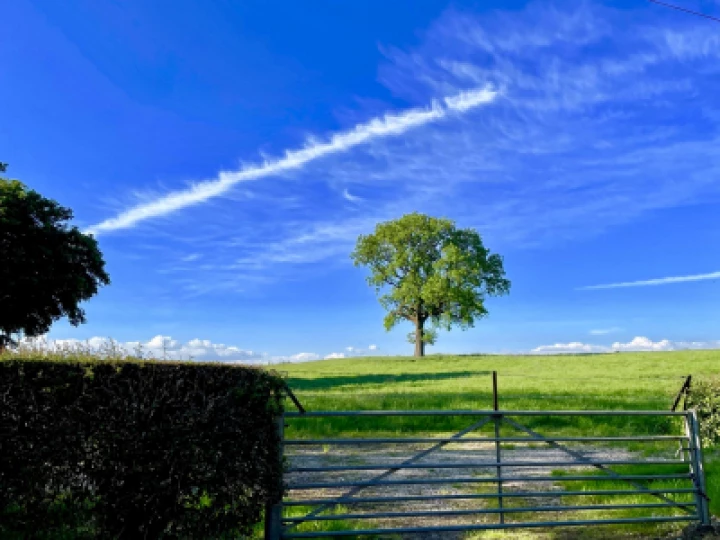 Henbury Oak June