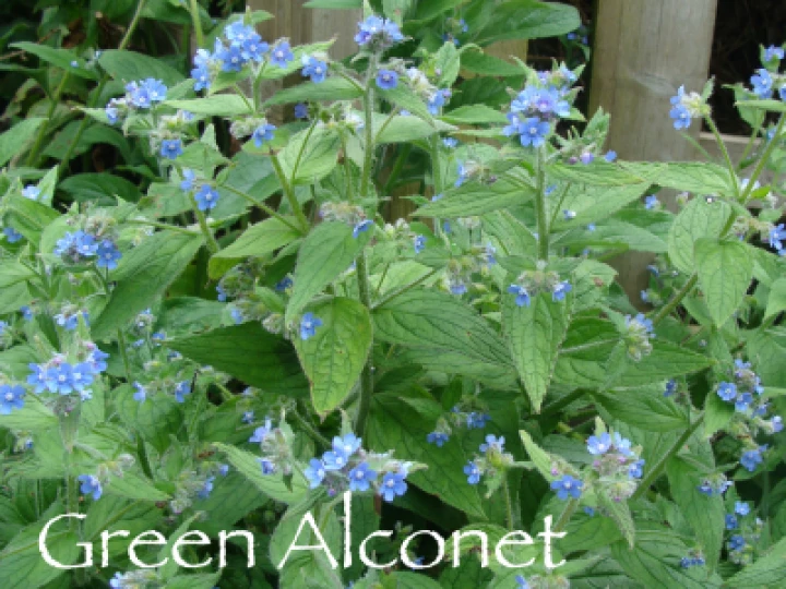 Green Alconet