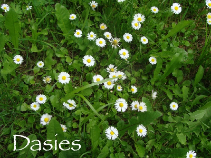 Daisies-2