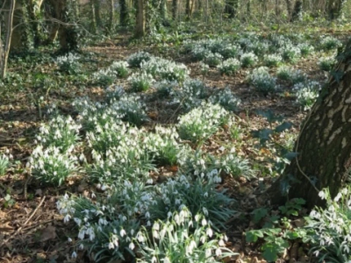 Snowdrops 2022 7