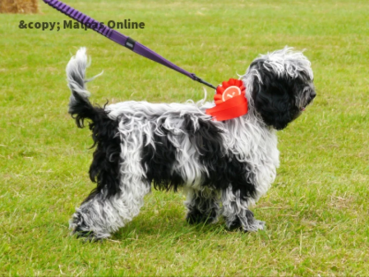 Waggiest tail
