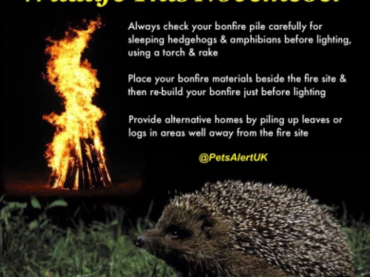 Hedgehog Poster