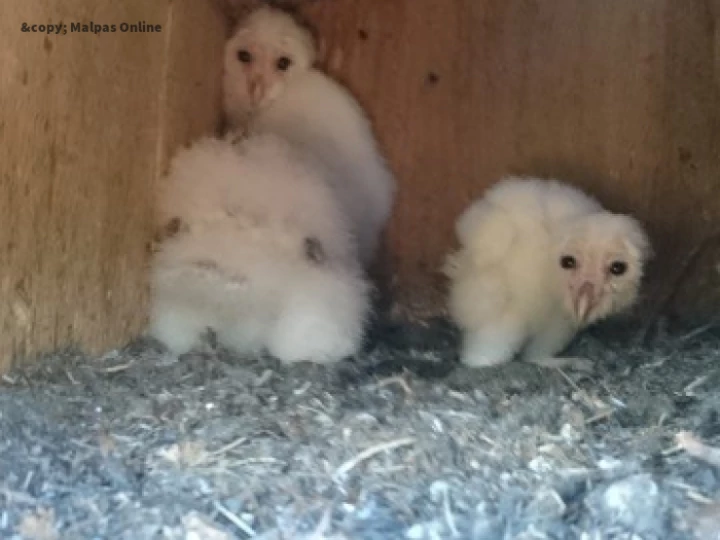 Barn owl 2