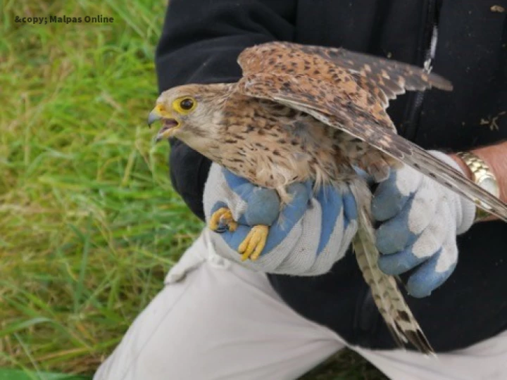 Kestrel 1
