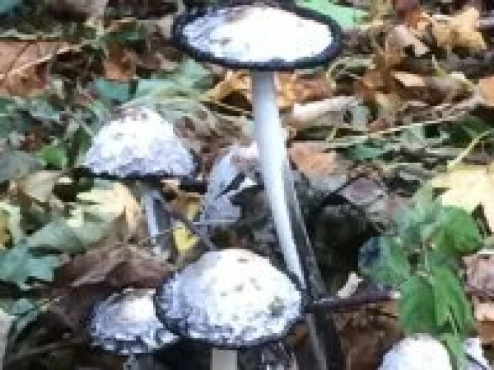 Autumn 2014