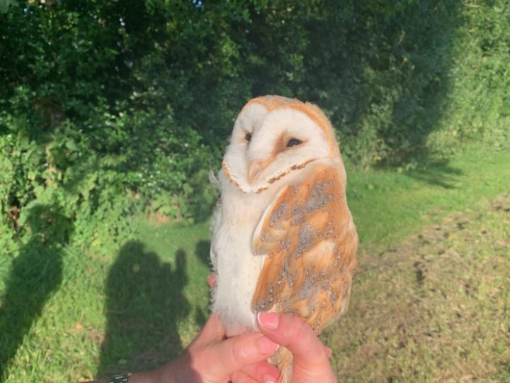 2024 Barn Owl Chicks