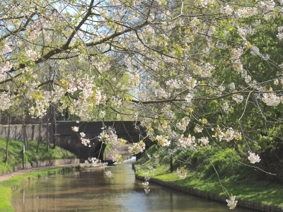 bridge 78 blossom