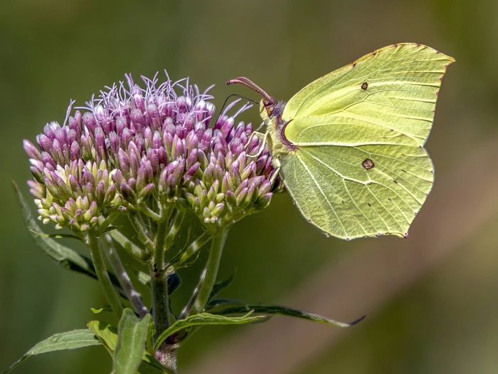 brimstone butterfly nature