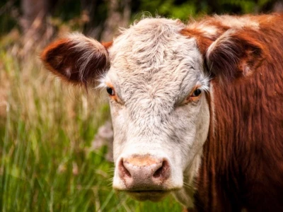 brown and white cow