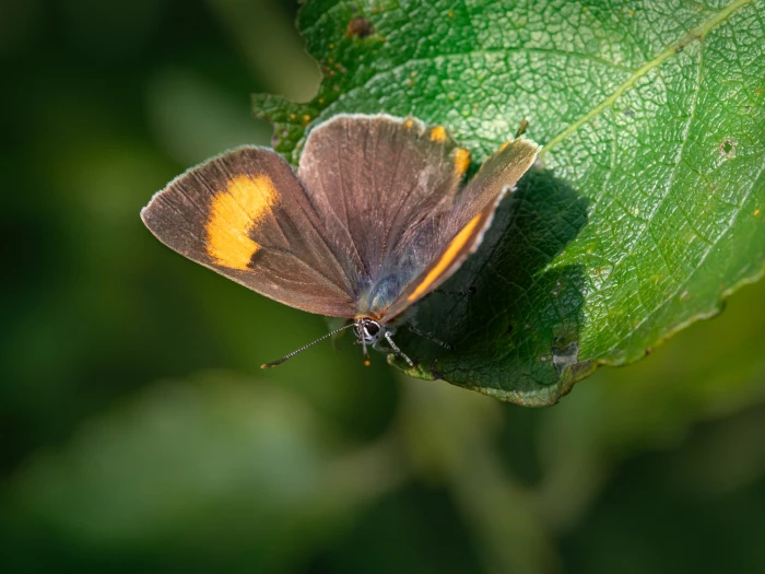 brown hairstreak