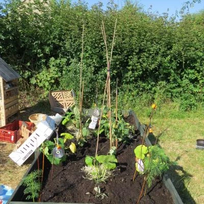 brownies allotment july 2018 17