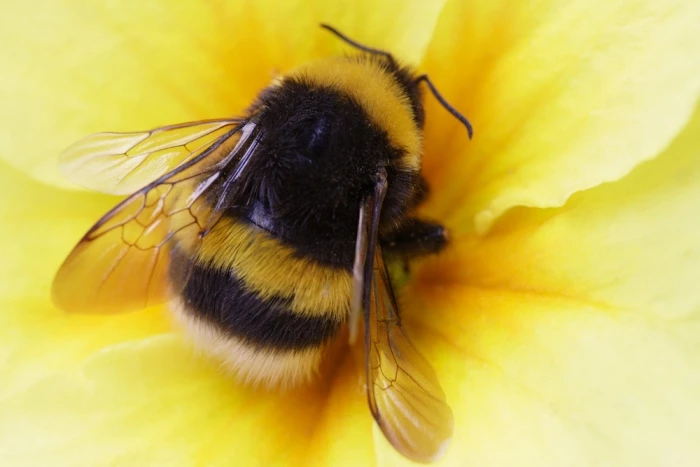 bumble bee shutterstock3144238