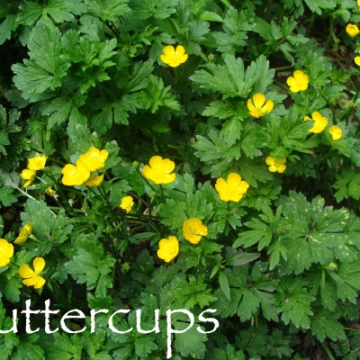 buttercups