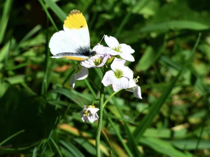 butterfly and spring flower