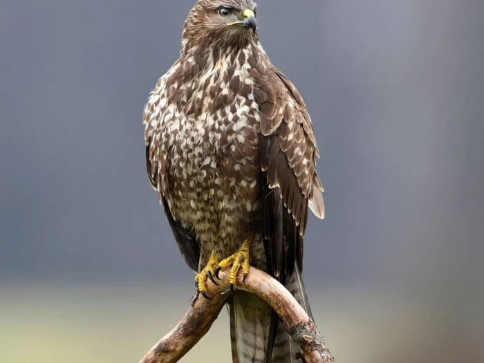 buzzard perching