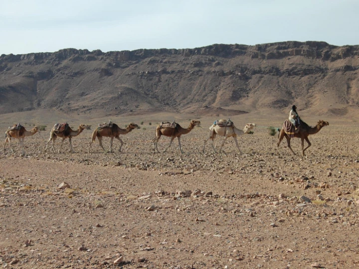 camels7970931920
