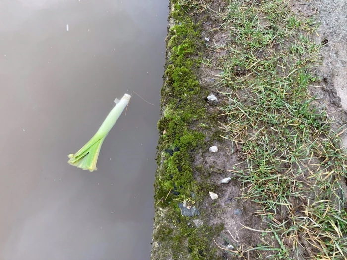 canal leek