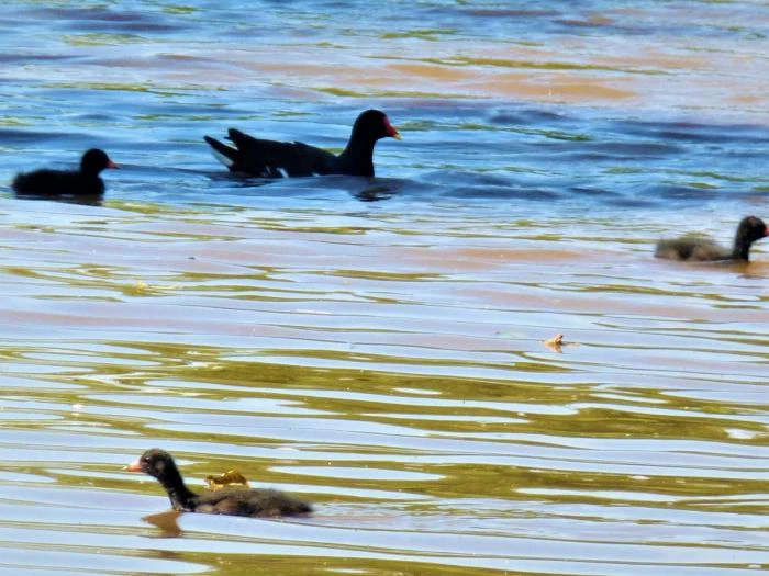 canal wildlife