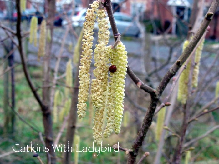 catkins with ladybird