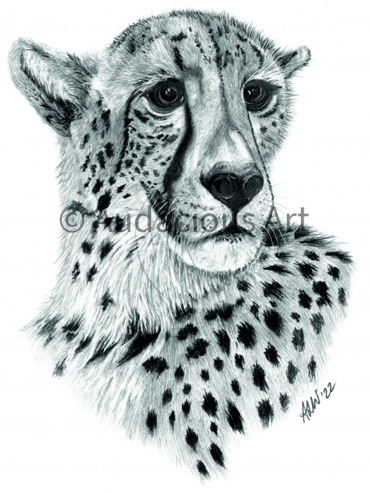 cheetah  final