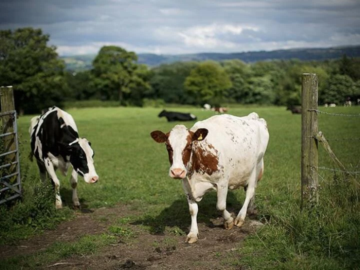 cheshiredairyfarm