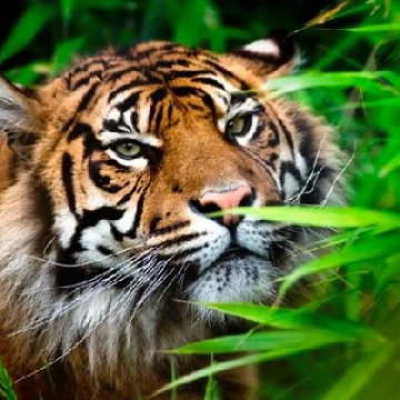 chesterzoo