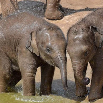 chesterzoo616055