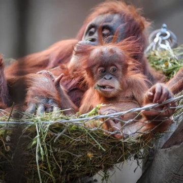 chesterzooorangutanbabyanimalsisland
