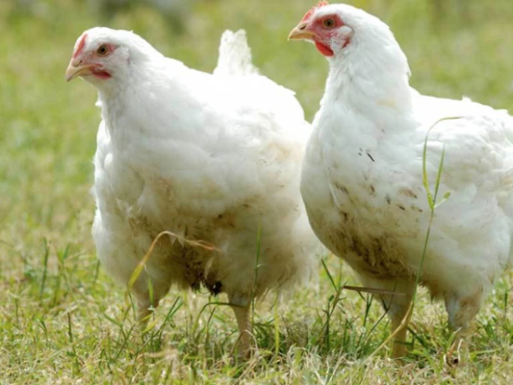 chickens