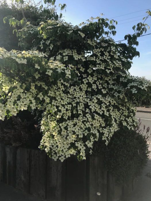 chinses rose  may 2020
