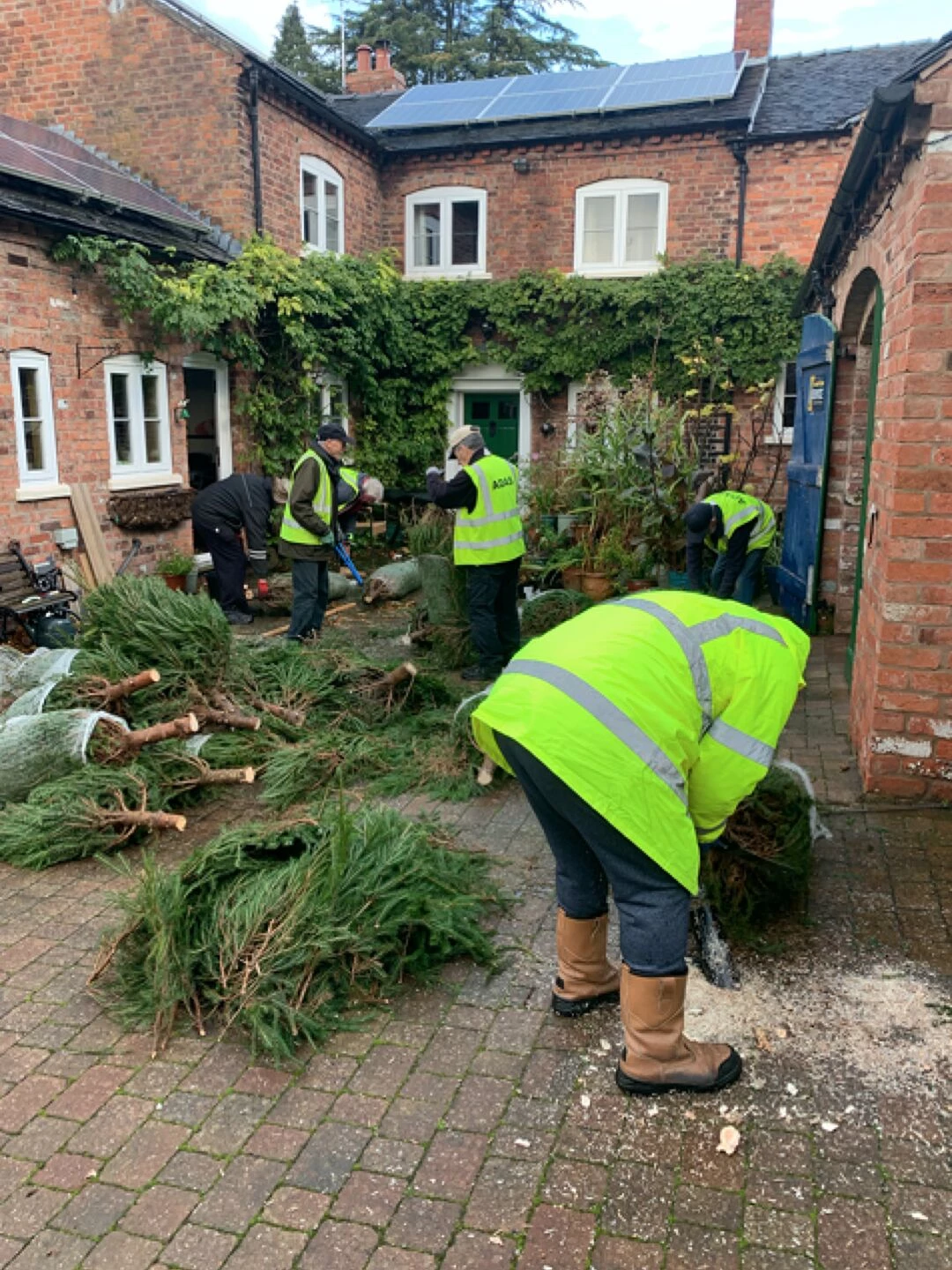 christmas tree prep