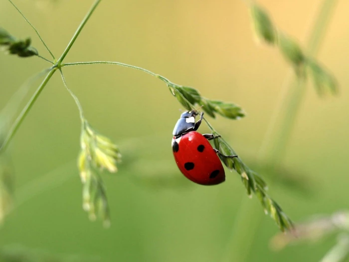 close up photo of ladybug on leaf during daytime