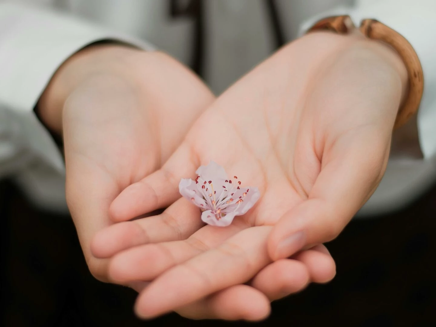 closeup of hands gently holding a delicate pink flower symbolizing care and nature