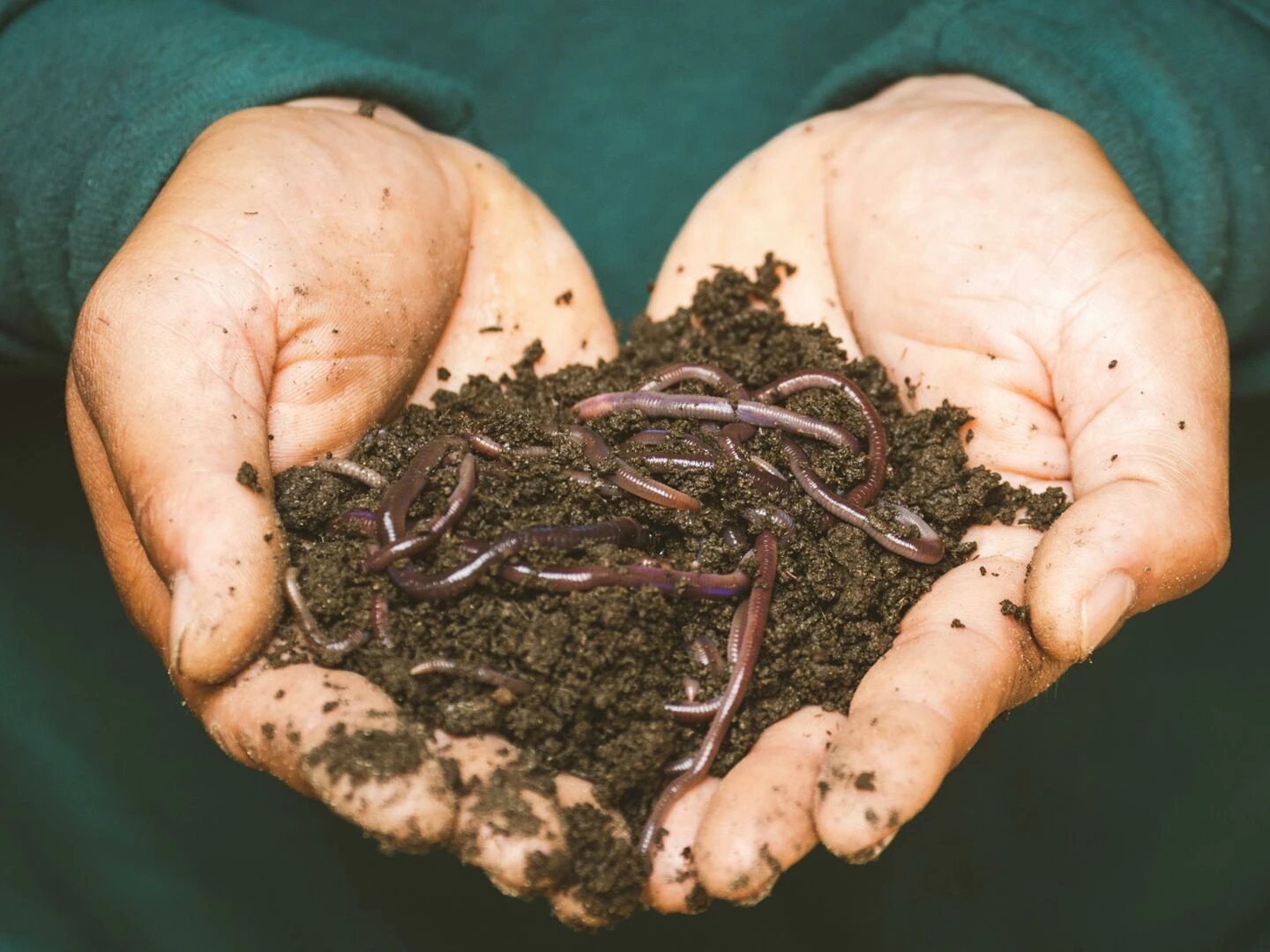 closeup of hands holding earthworms in fertile soil symbolizing natural composting