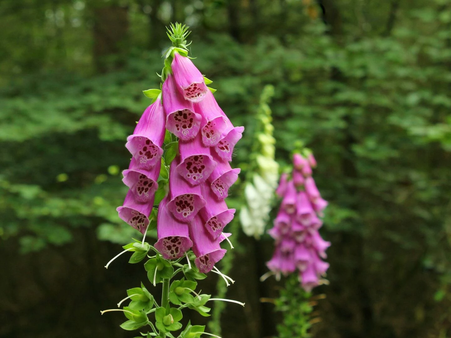closeup of vivid pink foxglove flowers blooming in a lush dutch forest