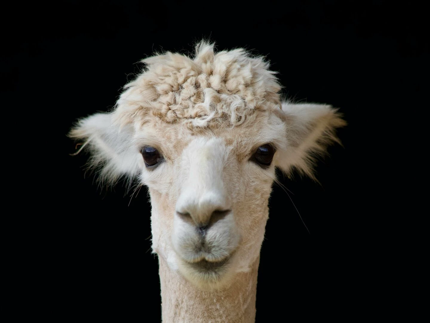 closeup portrait of an alpaca in a studio setting highlighting its features