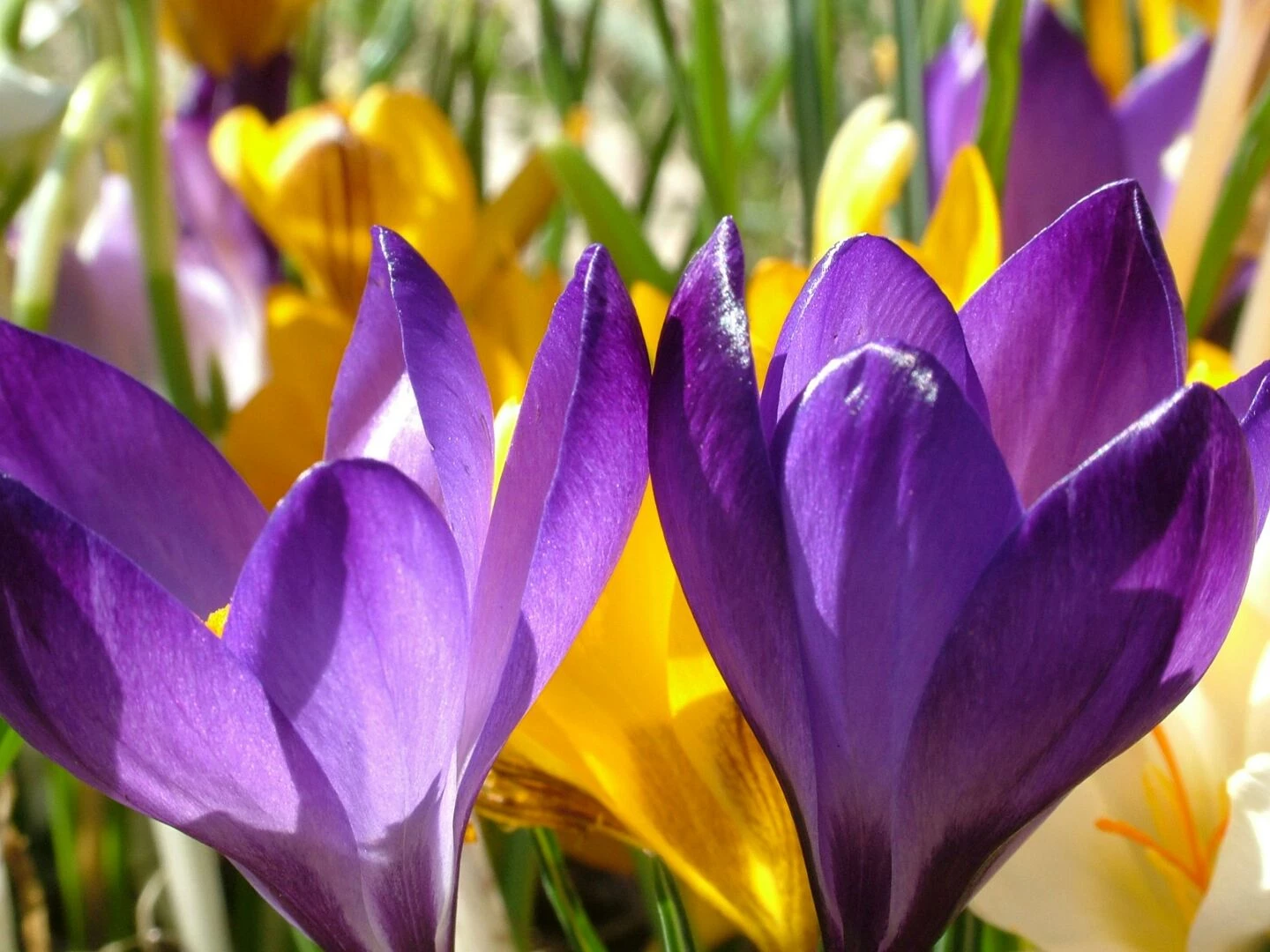 closeup view of vibrant purple and yellow crocuses blooming in spring sunlight