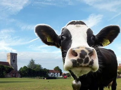 cow on church end green 02