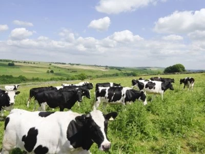 cows cow farms farming rural dairy