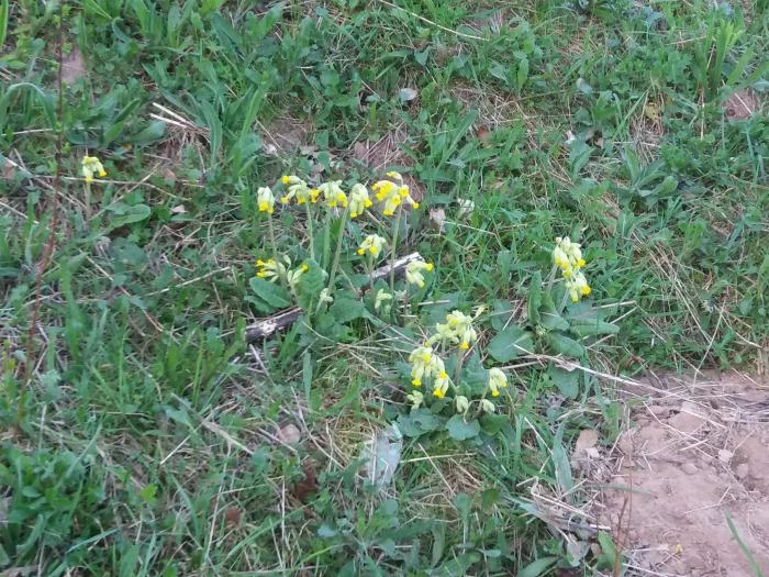 cowslip 2018