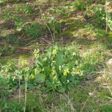 cowslips