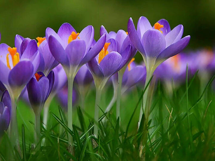 crocus