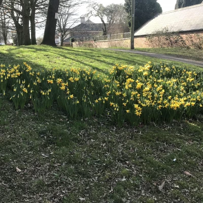 daffodil bank