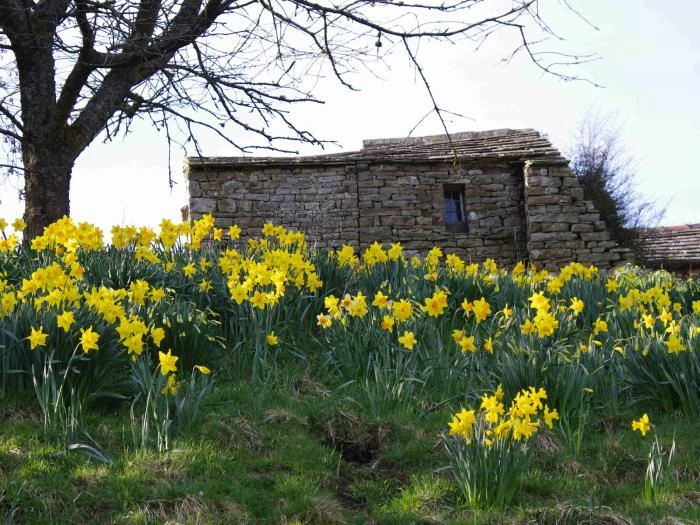 daffodils