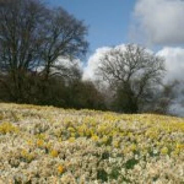 daffs