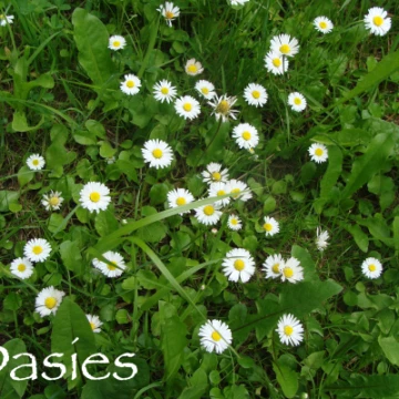 daisies2